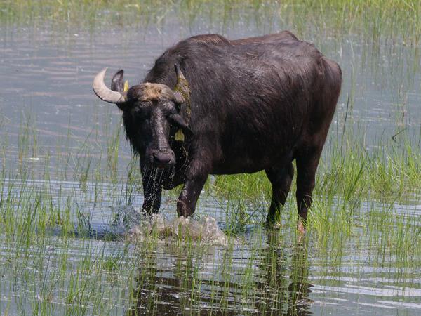 <h3>Bubalus&nbsp;arnee / Water&nbsp;buffalo / Gedomesticeerde&nbsp;waterbuffel</h3>OM-1 Mark II met OLYMPUS M.150-400mm F4.5, 1/2000 sec  bij F4.5, ISO 500, afstand 56.0&nbsp;m